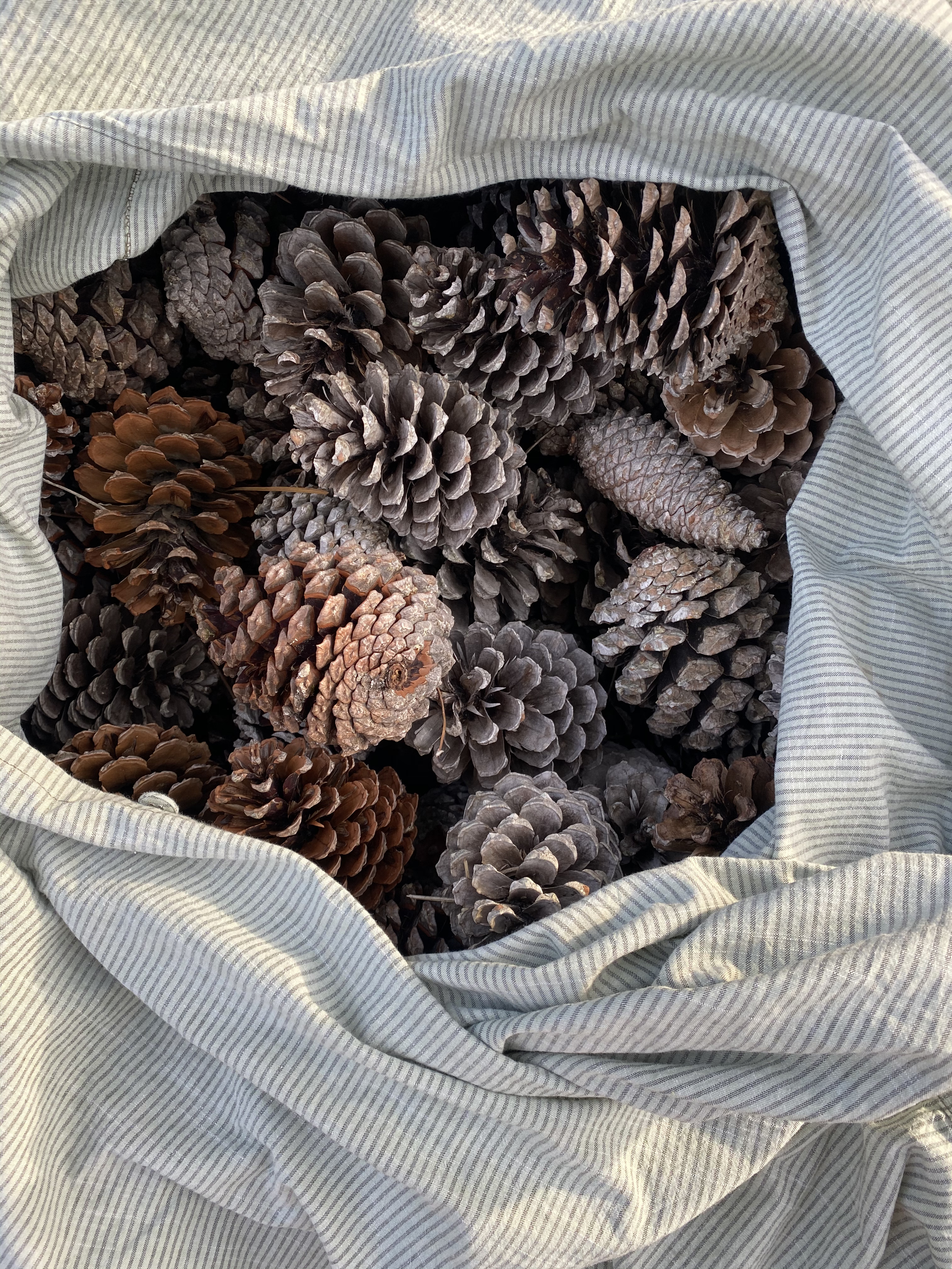 A striped cloth bag full of dry maritime pine cones, collected on a walk behind the house in Aljezur, ready as winter kindling.